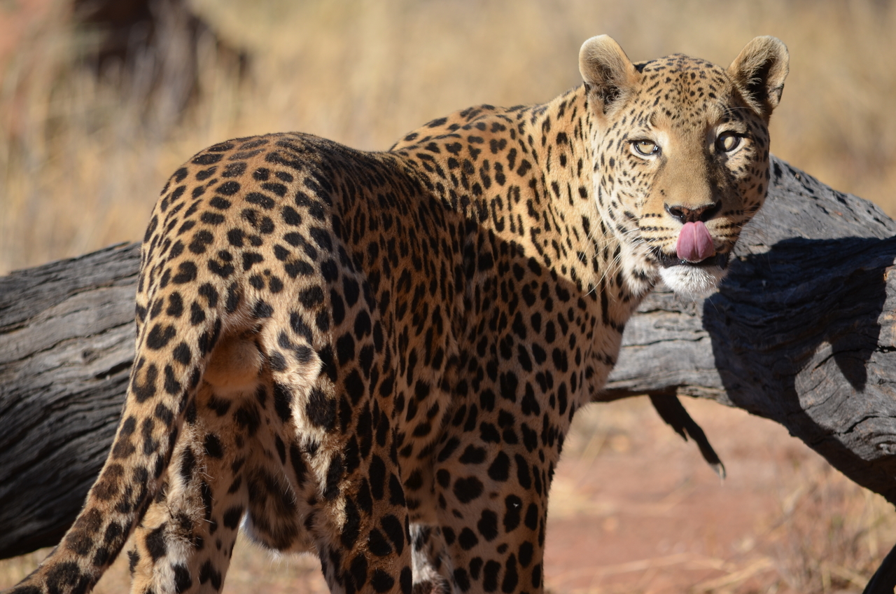 [5097] 2016_06_23_06_38_35_Africa_NIKON_D5100_IMG__04701.jpg