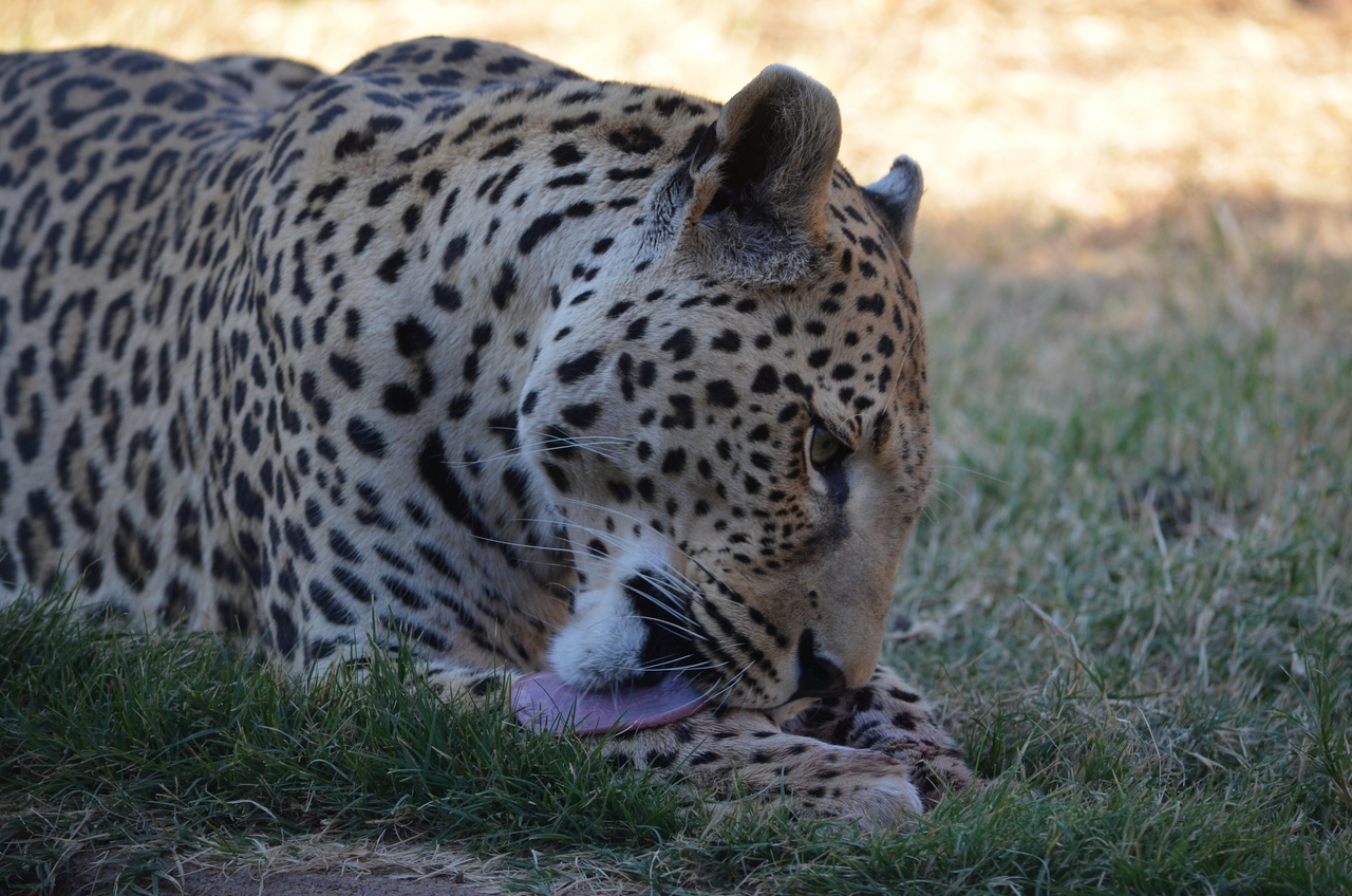 [5103] 2016_06_23_06_40_25_Africa_NIKON_D5100_IMG__04704.jpg