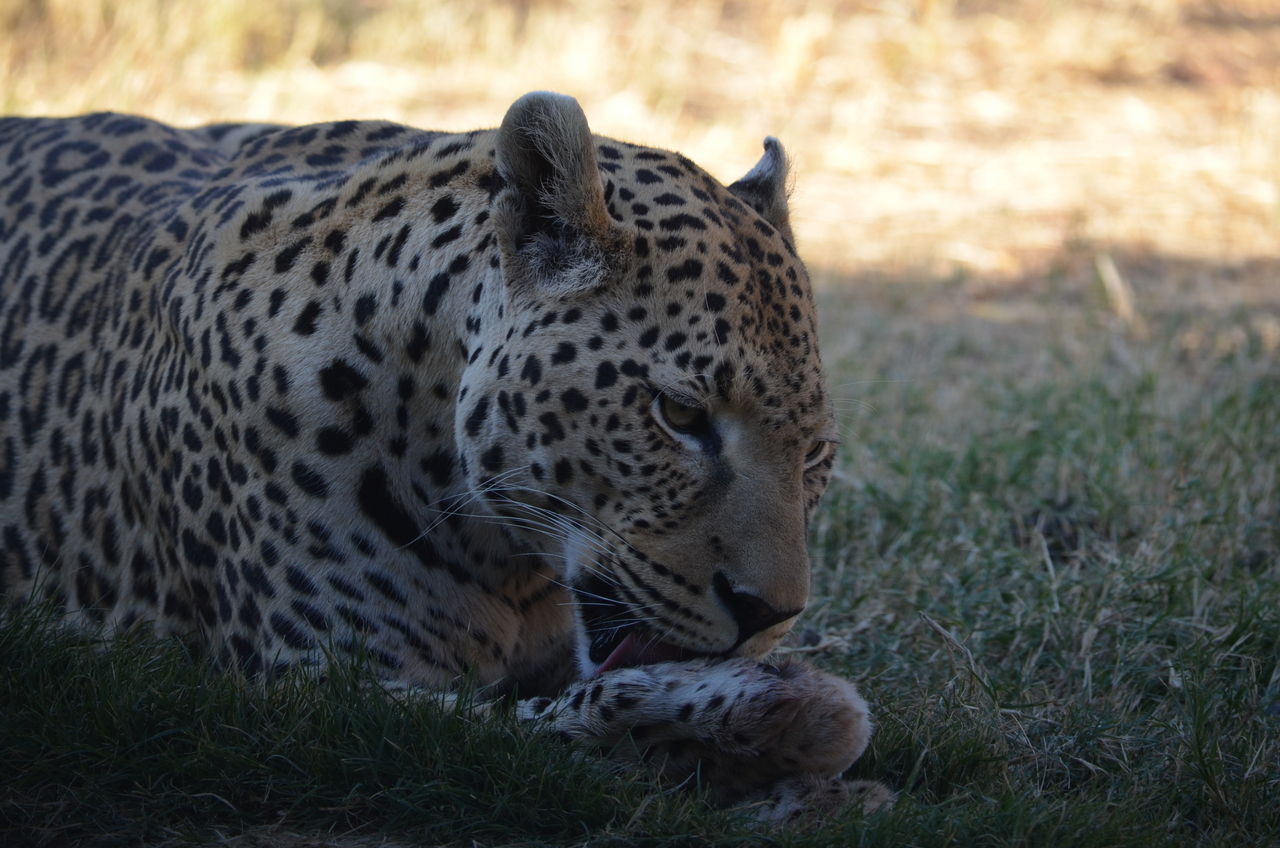 [5108] 2016_06_23_06_41_58_Africa_NIKON_D5100_IMG__00085.jpg