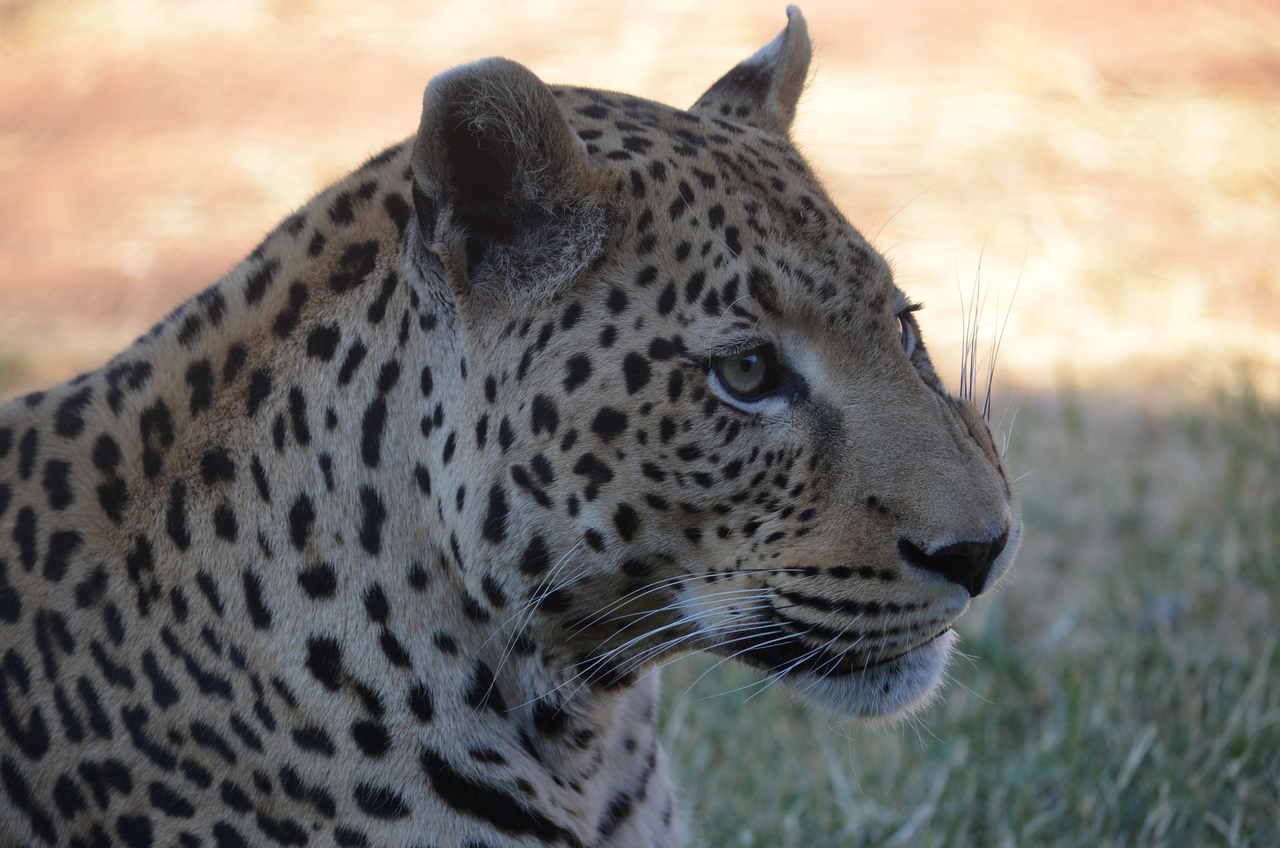 [5112] 2016_06_23_06_42_45_Africa_NIKON_D5100_IMG__00087.jpg