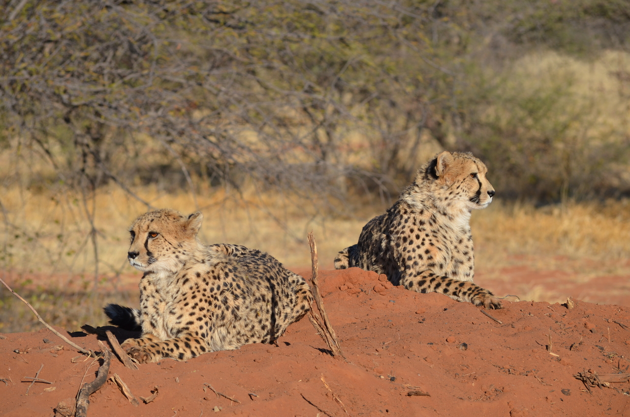 [5124] 2016_06_23_07_02_38_Africa_NIKON_D5100_IMG__00092.jpg