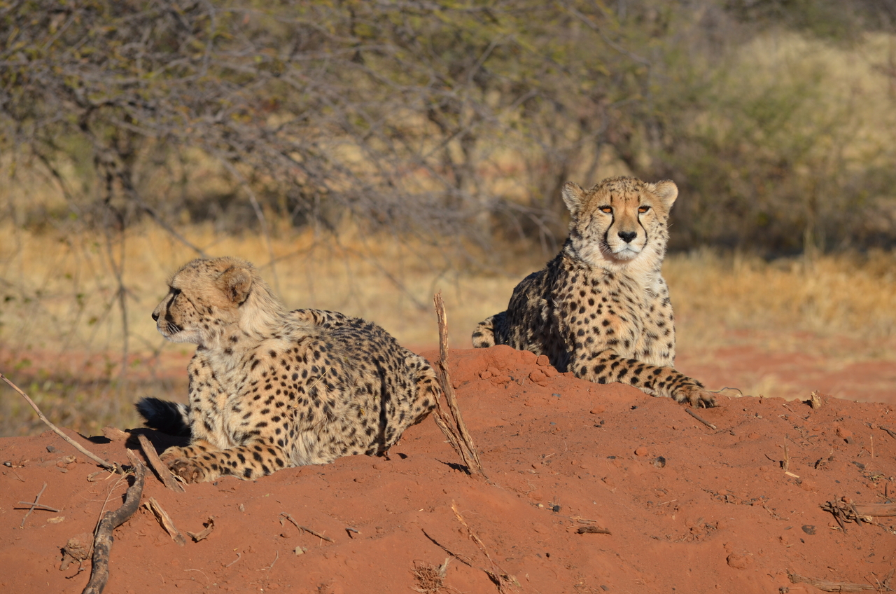 [5131] 2016_06_23_07_02_53_Africa_NIKON_D5100_IMG__04717.jpg