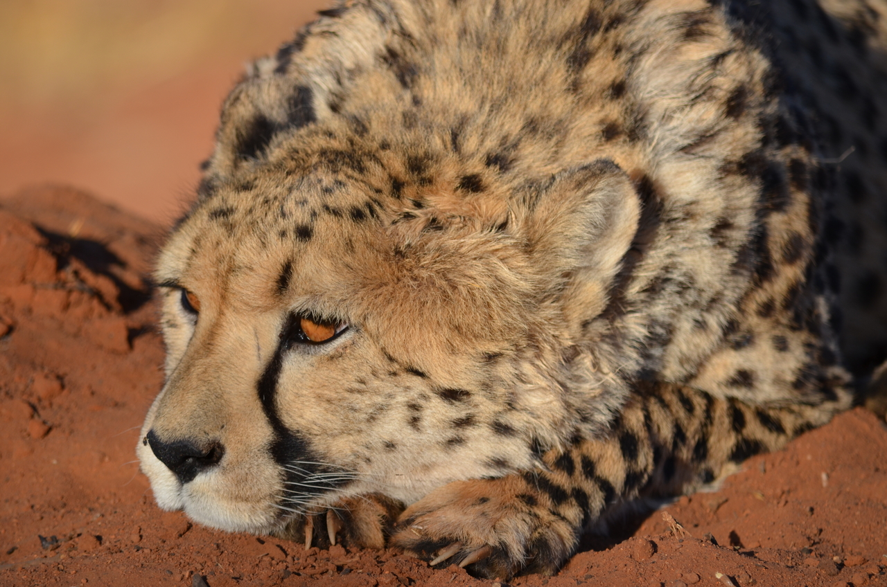 [5145] 2016_06_23_07_23_05_Africa_NIKON_D5100_IMG__04724.jpg