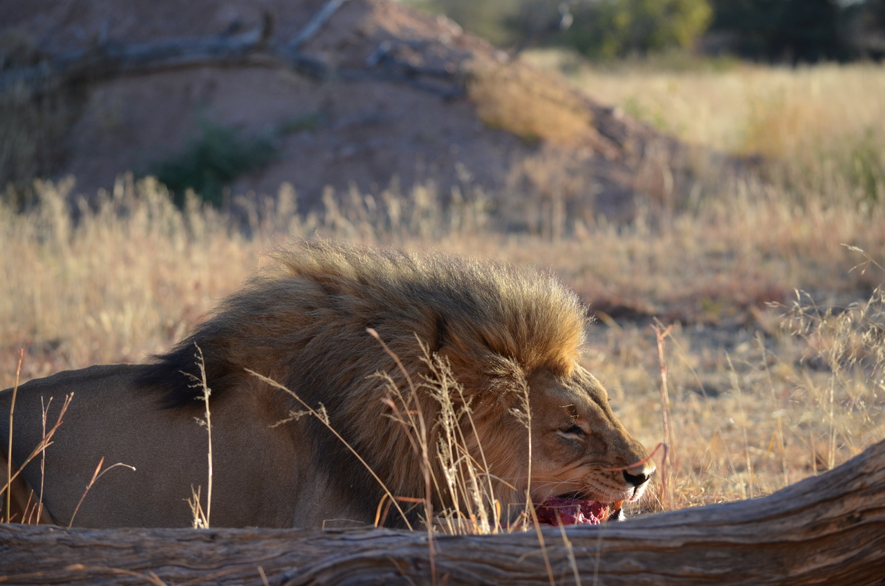[5161] 2016_06_23_07_53_21_Africa_NIKON_D5100_IMG__04729.jpg