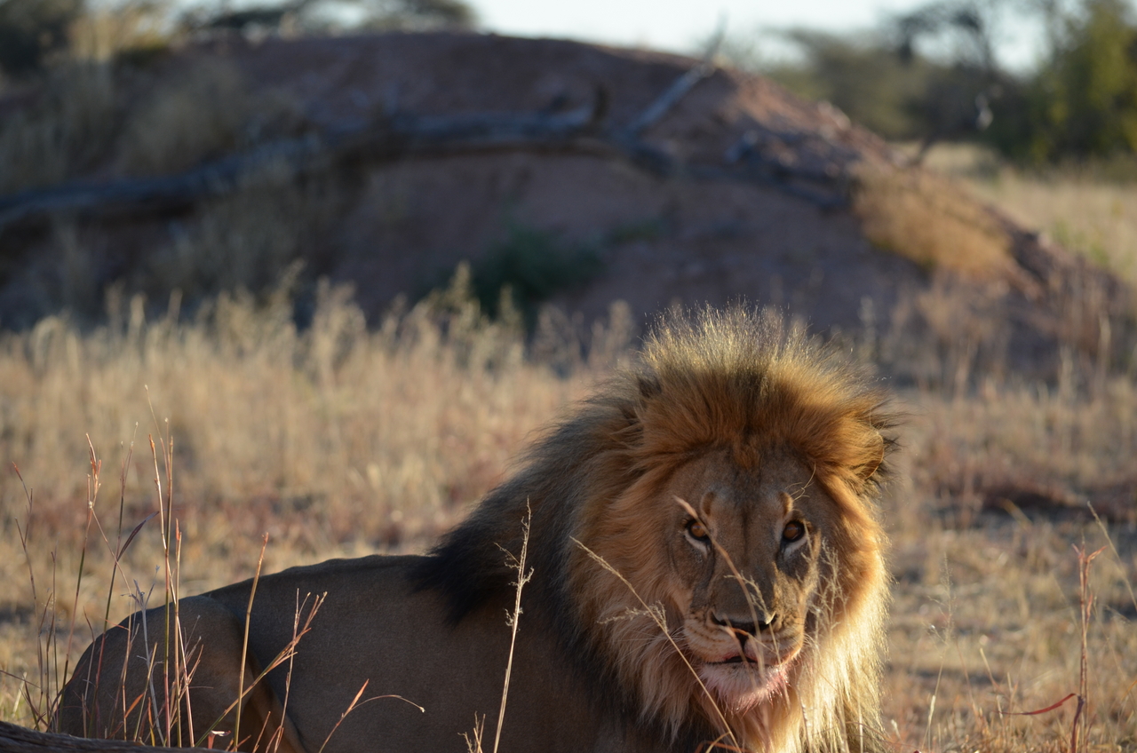 [5163] 2016_06_23_07_53_33_Africa_NIKON_D5100_IMG__04730.jpg