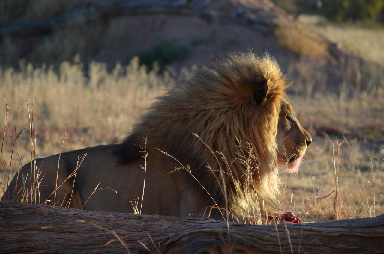 [5176] 2016_06_23_07_55_09_Africa_NIKON_D5100_IMG__00115.jpg