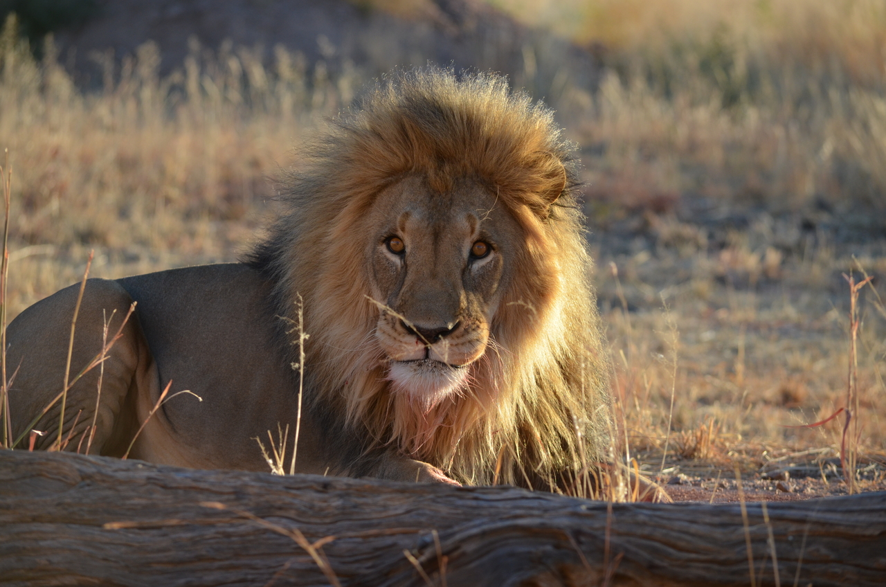 [5199] 2016_06_23_07_59_17_Africa_NIKON_D5100_IMG__04748.jpg