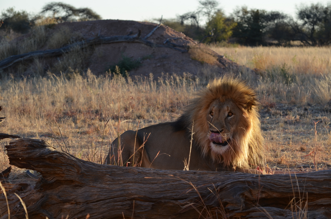 [5207] 2016_06_23_08_01_53_Africa_NIKON_D5100_IMG__04752.jpg