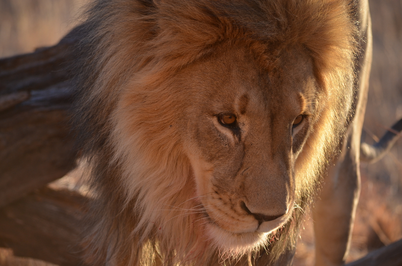 [5222] 2016_06_23_08_02_48_Africa_NIKON_D5100_IMG__00138.jpg