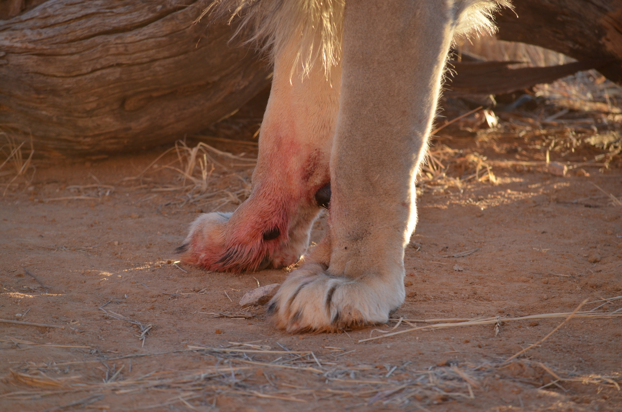 [5226] 2016_06_23_08_03_05_Africa_NIKON_D5100_IMG__00140.jpg