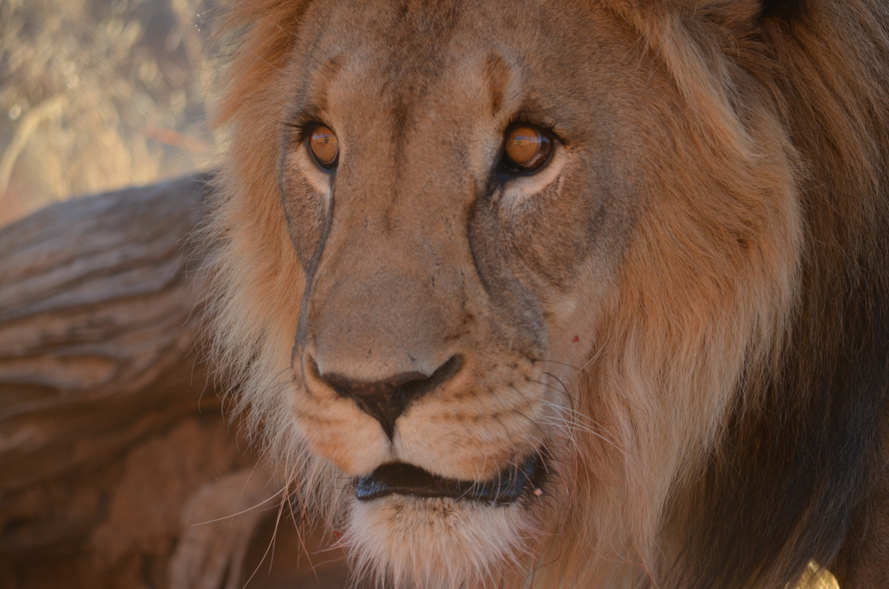 [5231] 2016_06_23_08_03_18_Africa_NIKON_D5100_IMG__04764.jpg