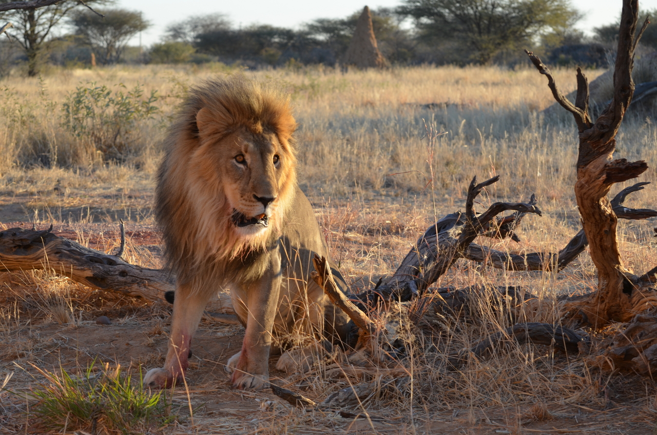 [5237] 2016_06_23_08_04_31_Africa_NIKON_D5100_IMG__04767.jpg