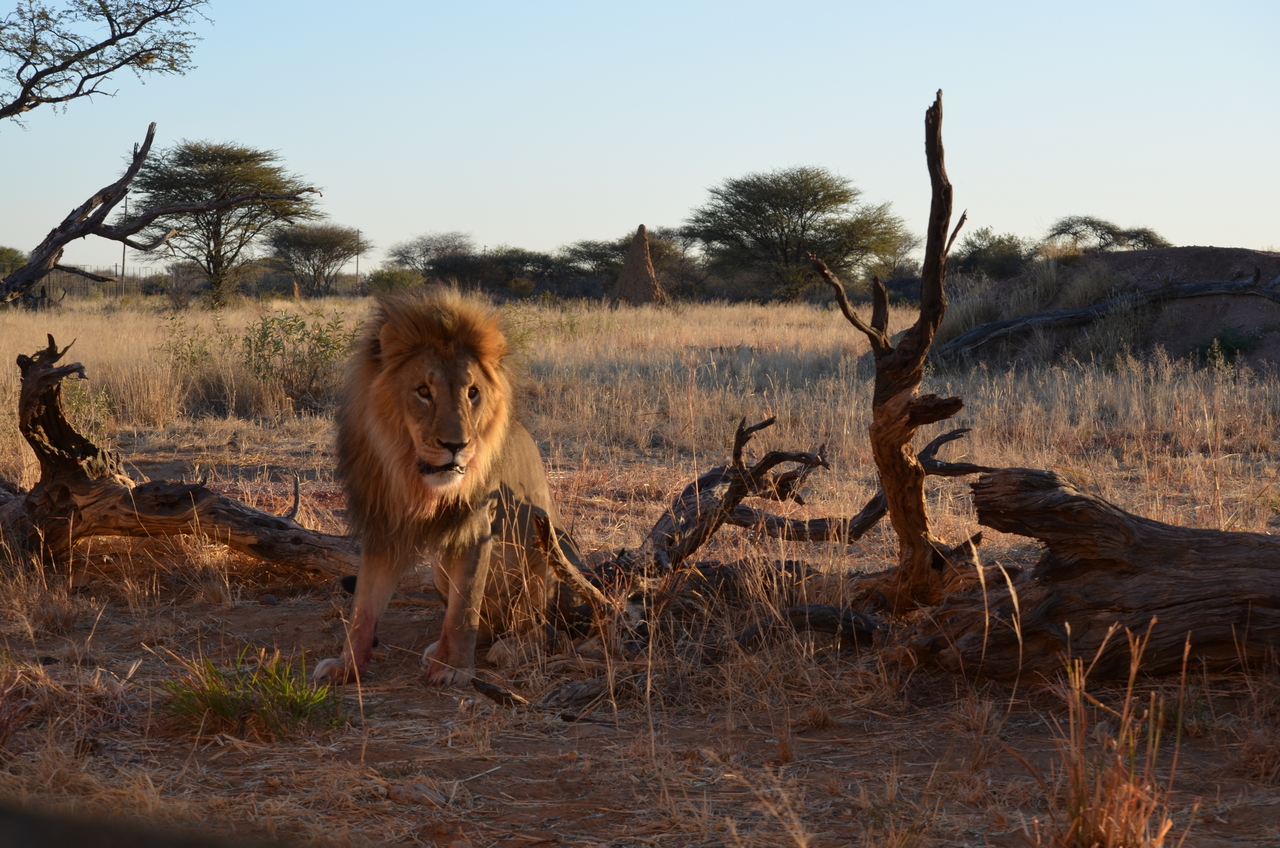 [5244] 2016_06_23_08_05_11_Africa_NIKON_D5100_IMG__00149.jpg