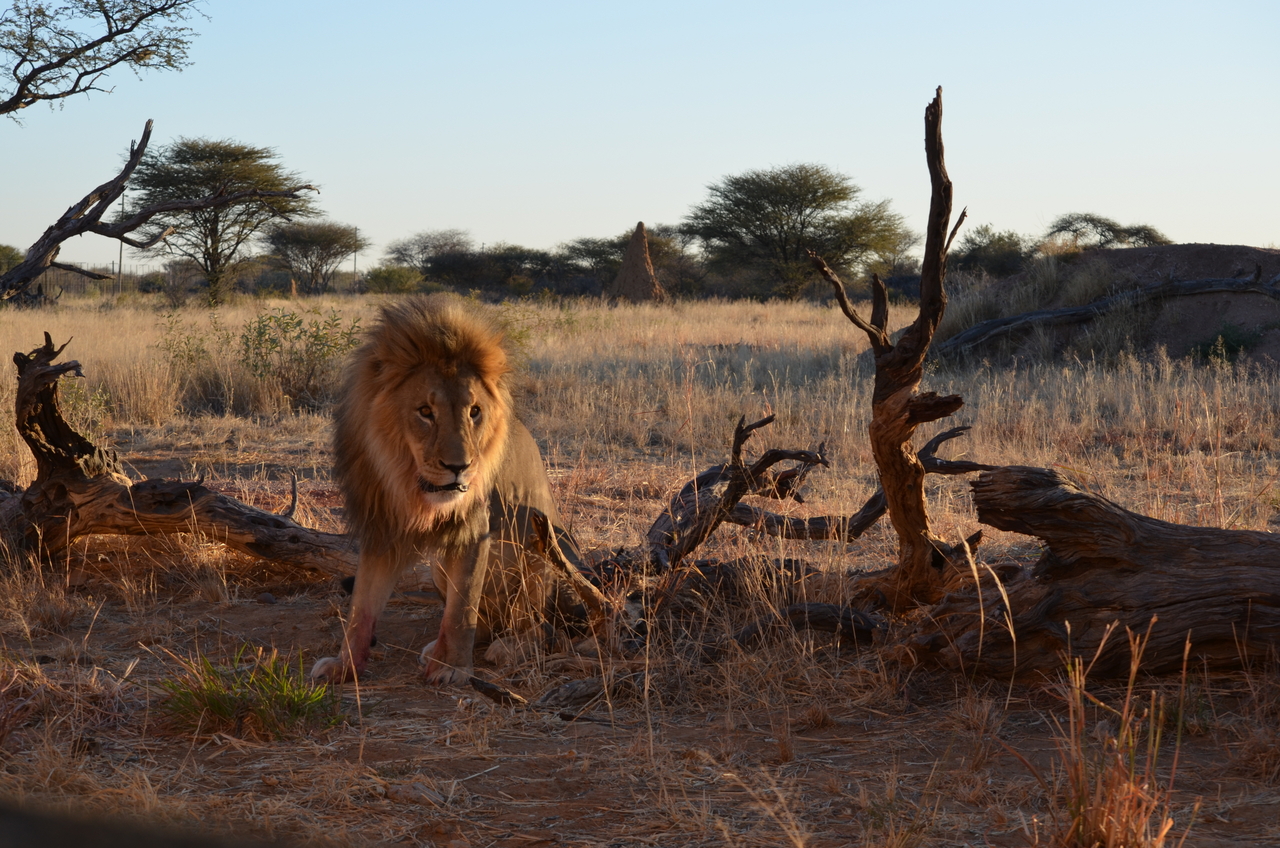 [5246] 2016_06_23_08_05_12_Africa_NIKON_D5100_IMG__00150.jpg