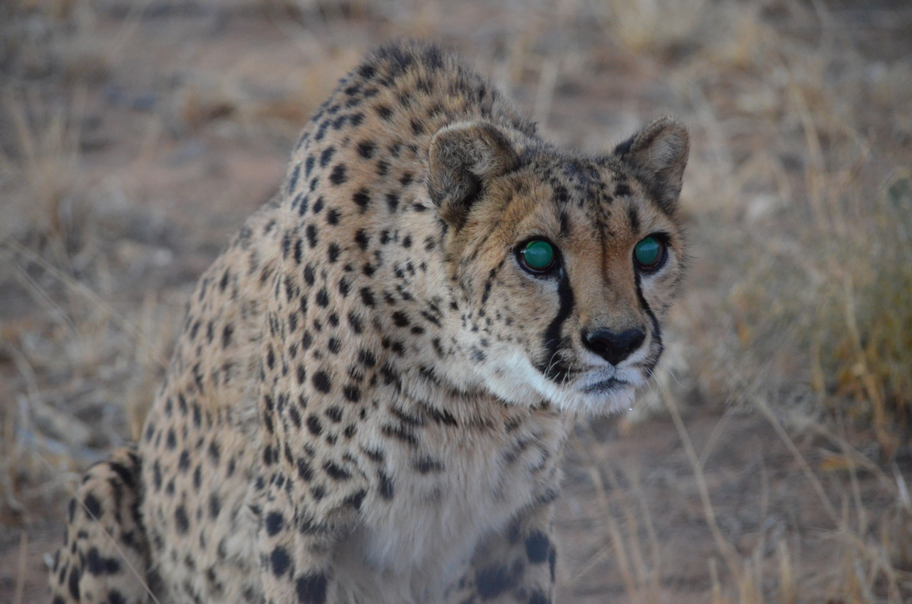 [5250] 2016_06_23_08_38_27_Africa_NIKON_D5100_IMG__00152.jpg