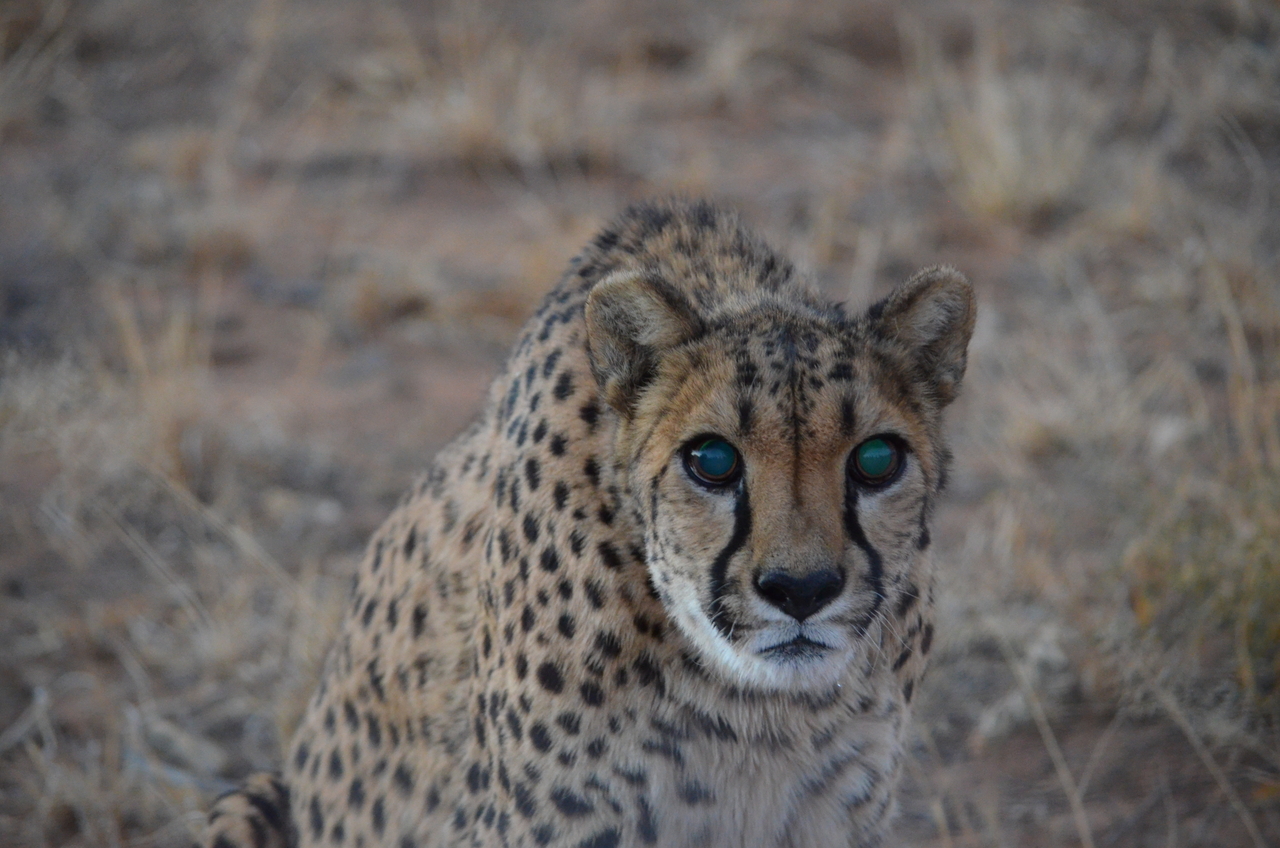 [5256] 2016_06_23_08_38_33_Africa_NIKON_D5100_IMG__00155.jpg