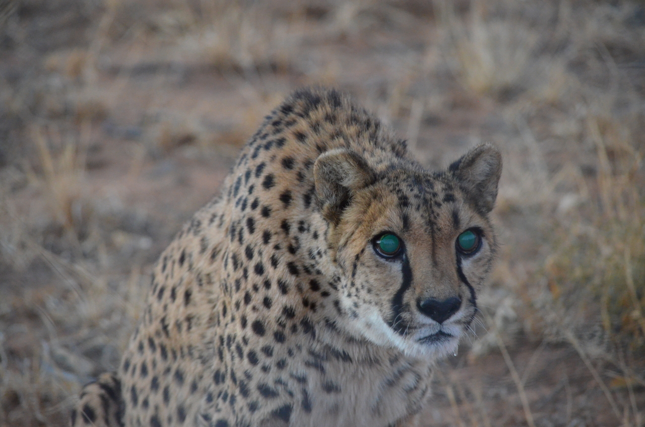 [5258] 2016_06_23_08_38_35_Africa_NIKON_D5100_IMG__00156.jpg