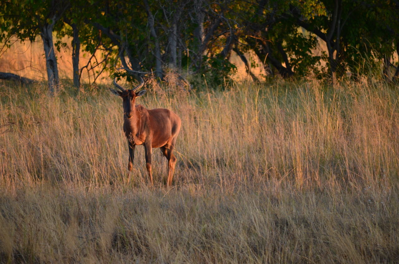 [17349] 2016_06_27_21_25_10_Africa_NIKON_D5100_IMG__00336.jpg