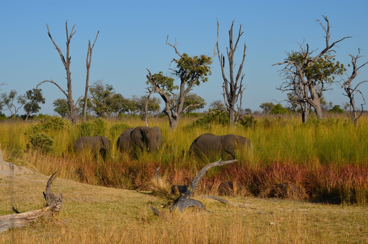 [17359] 2016_06_27_22_26_09_Africa_NIKON_D5100_IMG__00341.jpg