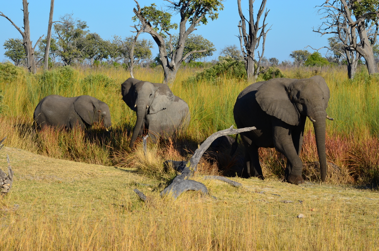 [17371] 2016_06_27_22_29_34_Africa_NIKON_D5100_IMG__00347.jpg