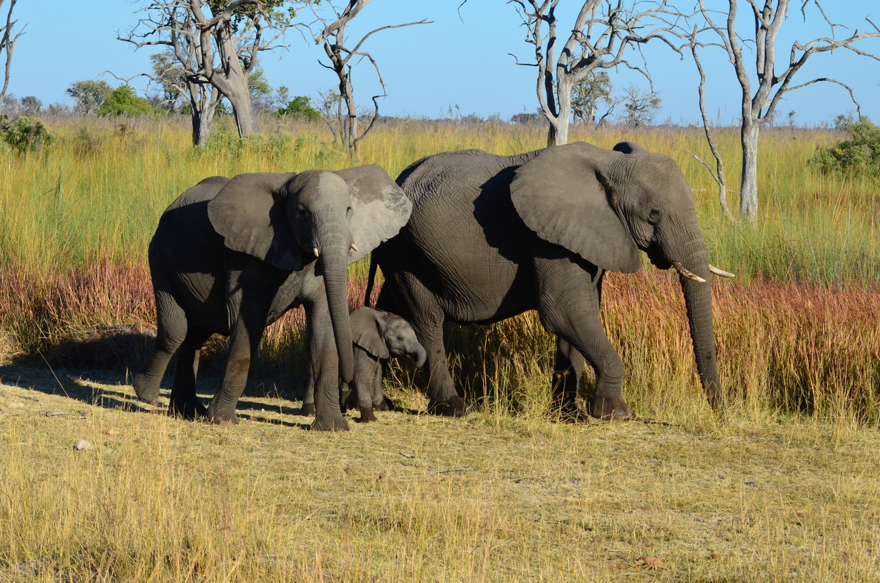 [17380] 2016_06_27_22_29_47_Africa_NIKON_D5100_IMG__04973.jpg