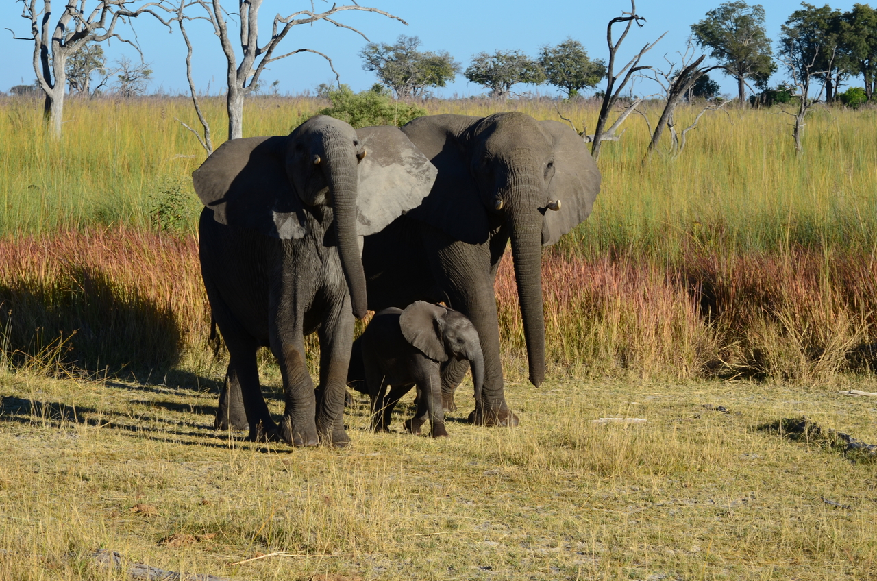 [17381] 2016_06_27_22_29_53_Africa_NIKON_D5100_IMG__00352.jpg