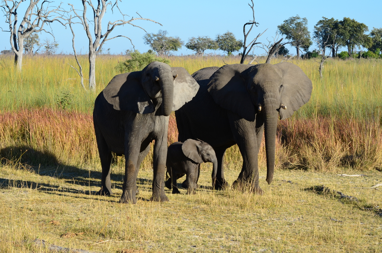 [17384] 2016_06_27_22_29_57_Africa_NIKON_D5100_IMG__04975.jpg