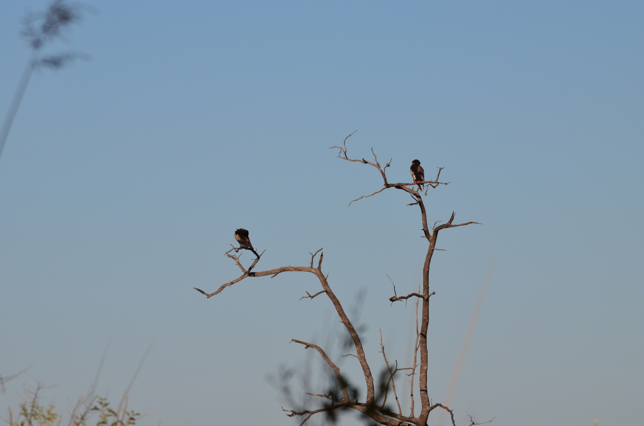 [17388] 2016_06_27_22_34_28_Africa_NIKON_D5100_IMG__04977.jpg