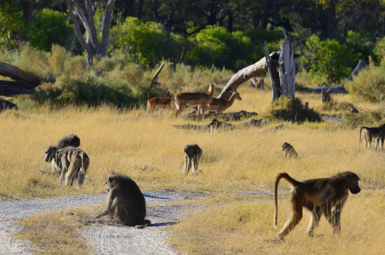 [17402] 2016_06_27_22_54_15_Africa_NIKON_D5100_IMG__04984.jpg