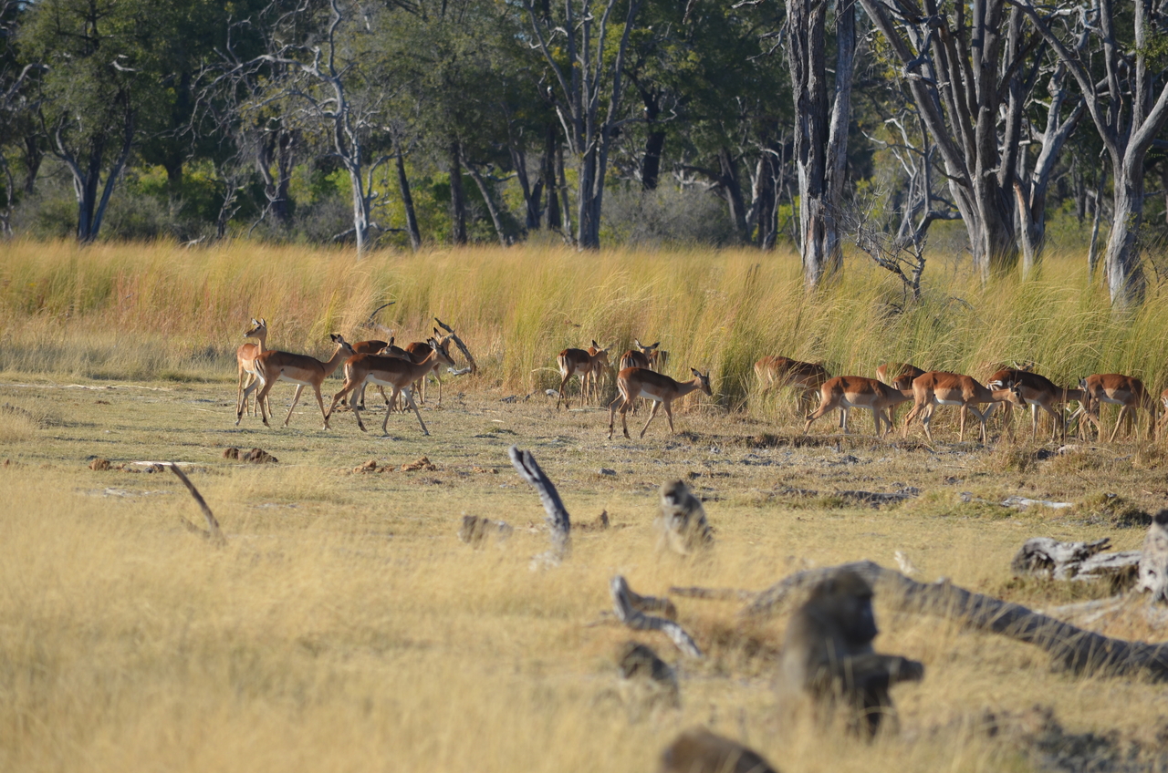 [17407] 2016_06_27_22_55_35_Africa_NIKON_D5100_IMG__00365.jpg
