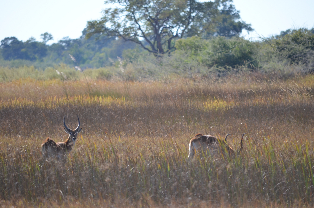 [17427] 2016_06_28_00_05_51_Africa_NIKON_D5100_IMG__00375.jpg