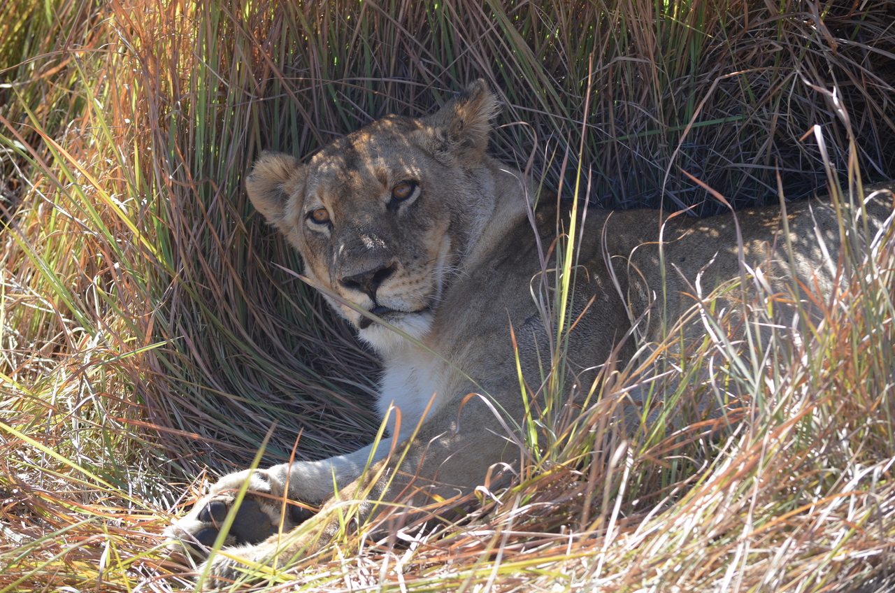 [17437] 2016_06_28_00_25_59_Africa_NIKON_D5100_IMG__00380.jpg