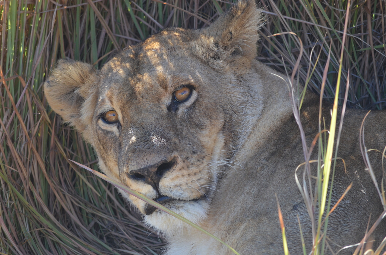 [17442] 2016_06_28_00_26_03_Africa_NIKON_D5100_IMG__05004.jpg