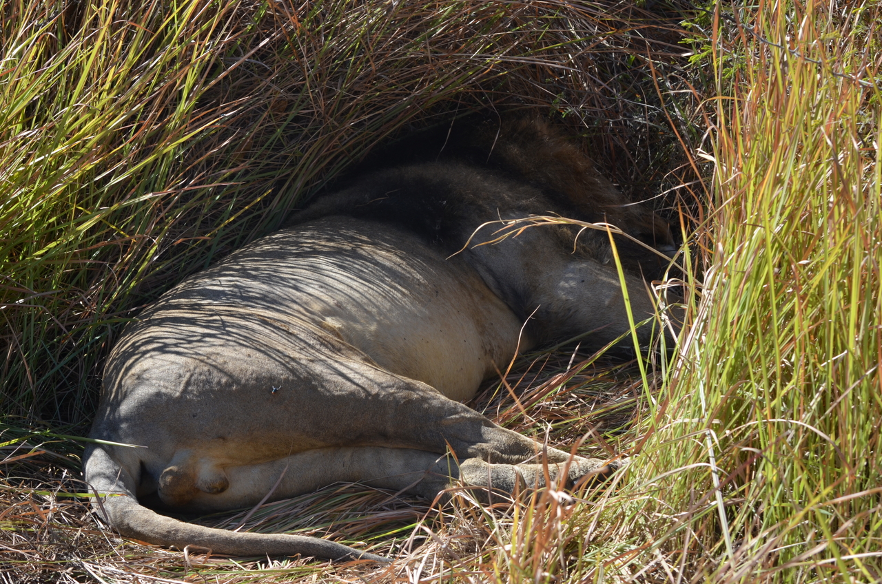 [17446] 2016_06_28_00_26_44_Africa_NIKON_D5100_IMG__05006.jpg