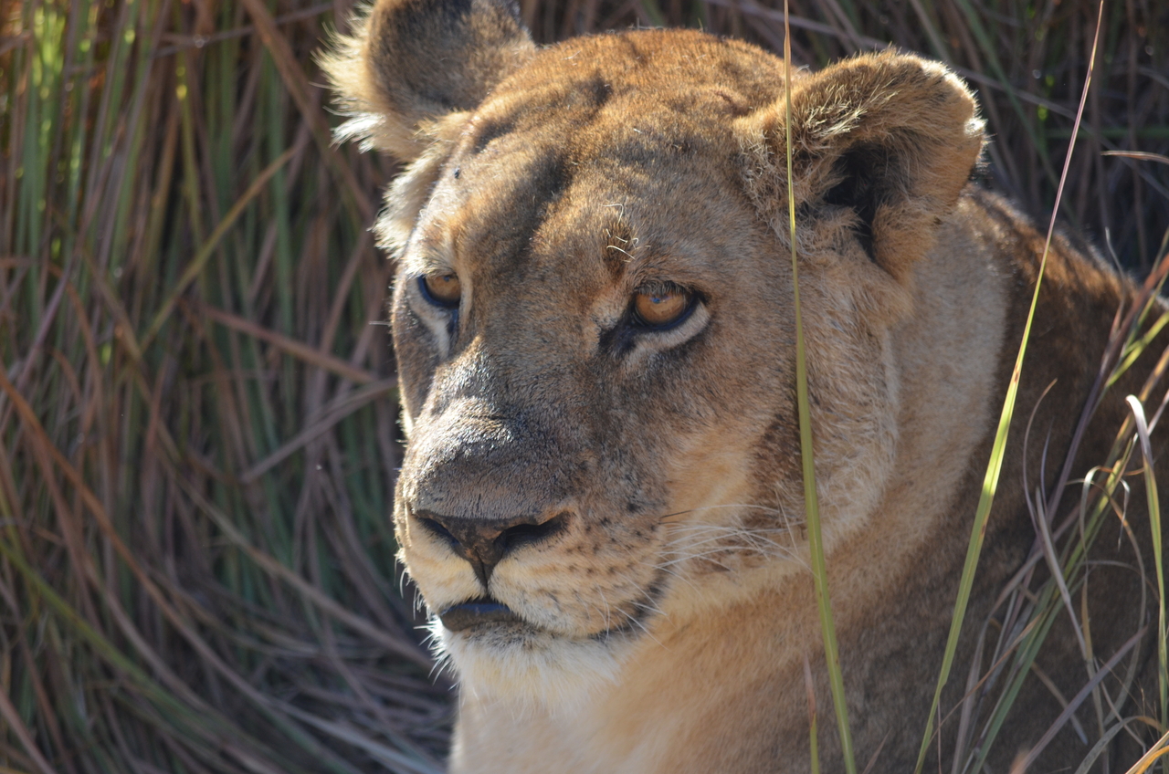 [17448] 2016_06_28_00_27_53_Africa_NIKON_D5100_IMG__05007.jpg