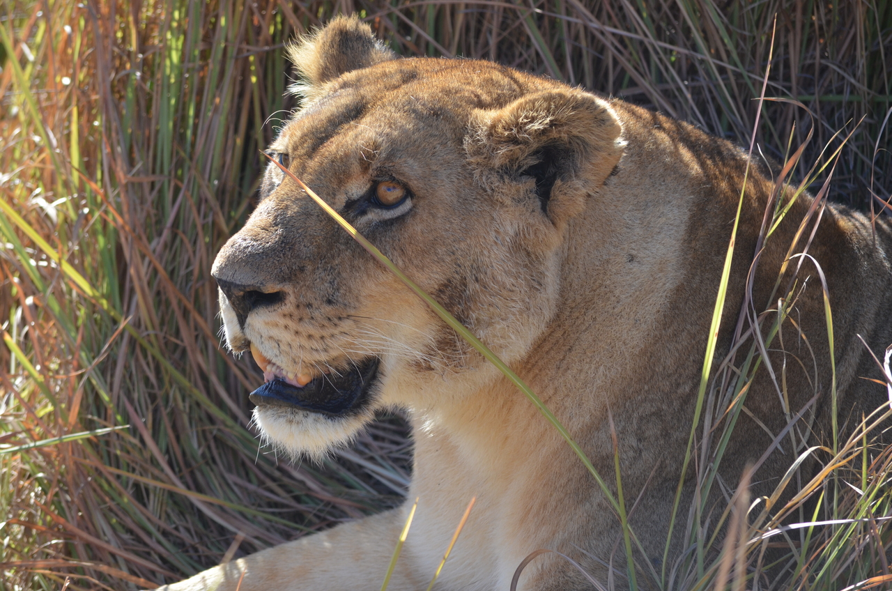 [17454] 2016_06_28_00_28_27_Africa_NIKON_D5100_IMG__05010.jpg