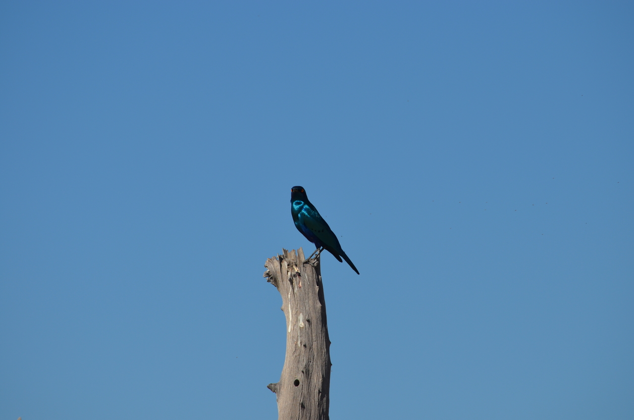 [17466] 2016_06_28_00_53_24_Africa_NIKON_D5100_IMG__05014.jpg