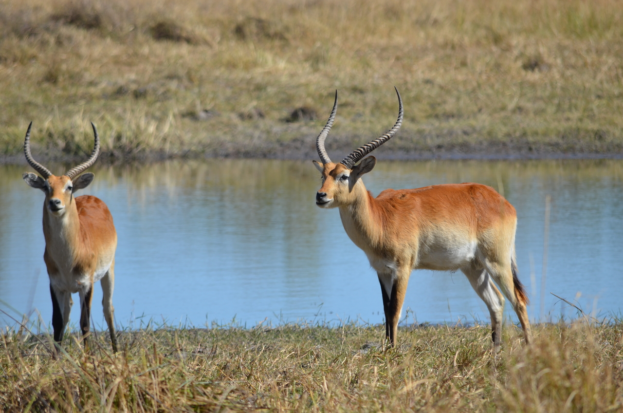 [17726] 2016_06_28_01_43_15_Africa_NIKON_D5100_IMG__00416.jpg