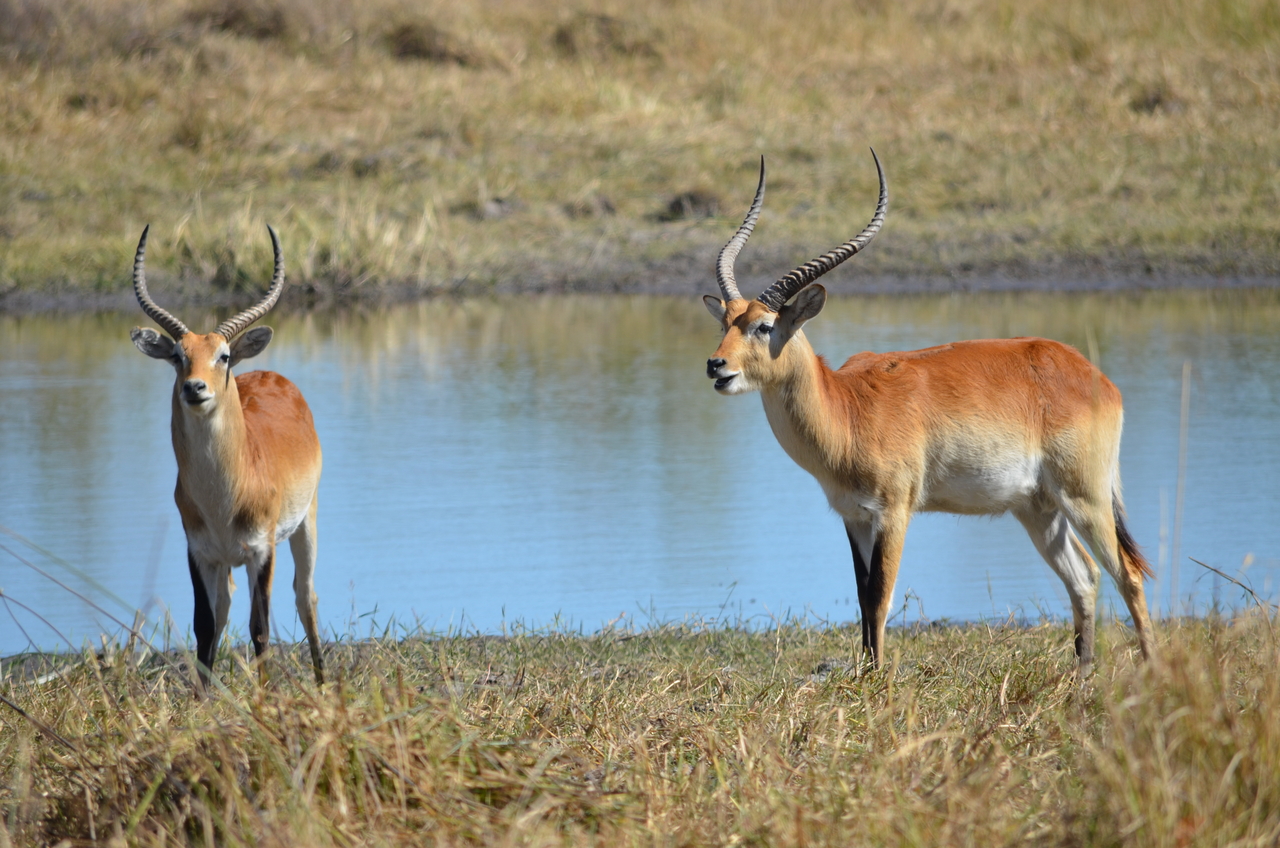 [17728] 2016_06_28_01_43_18_Africa_NIKON_D5100_IMG__00417.jpg
