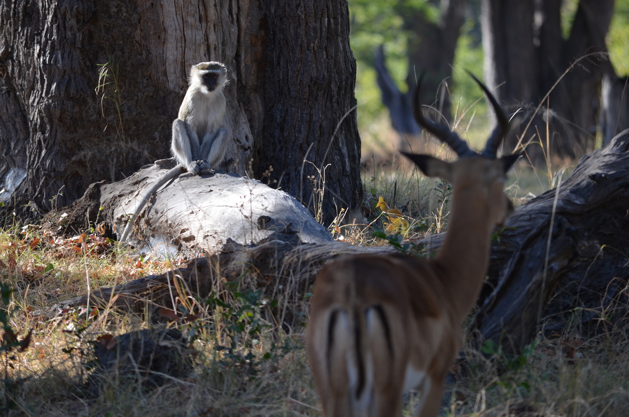 [20471] 2016_06_28_23_16_59_Africa_NIKON_D5100_IMG__00419.jpg
