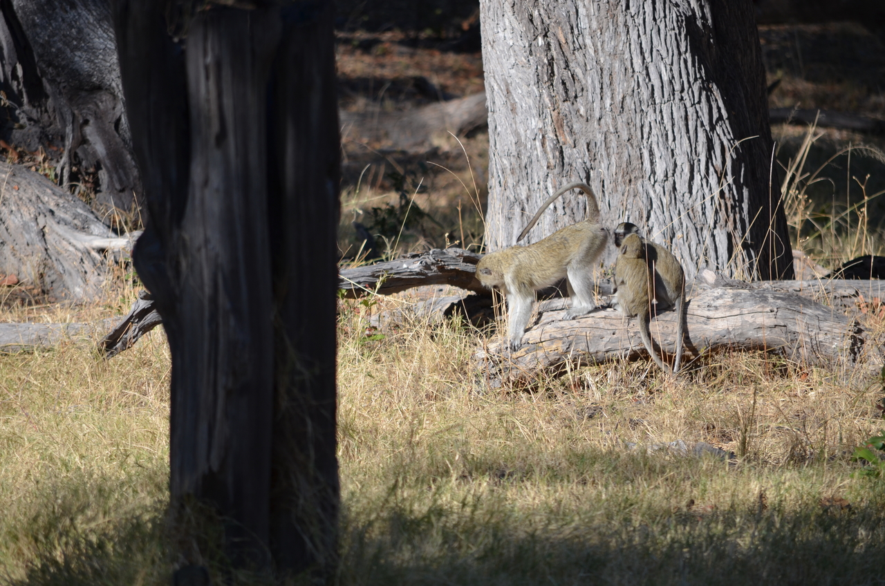 [20478] 2016_06_28_23_23_37_Africa_NIKON_D5100_IMG__05044.jpg