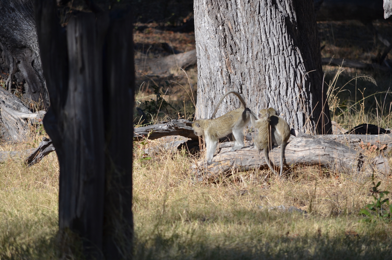 [20480] 2016_06_28_23_23_41_Africa_NIKON_D5100_IMG__05045.jpg