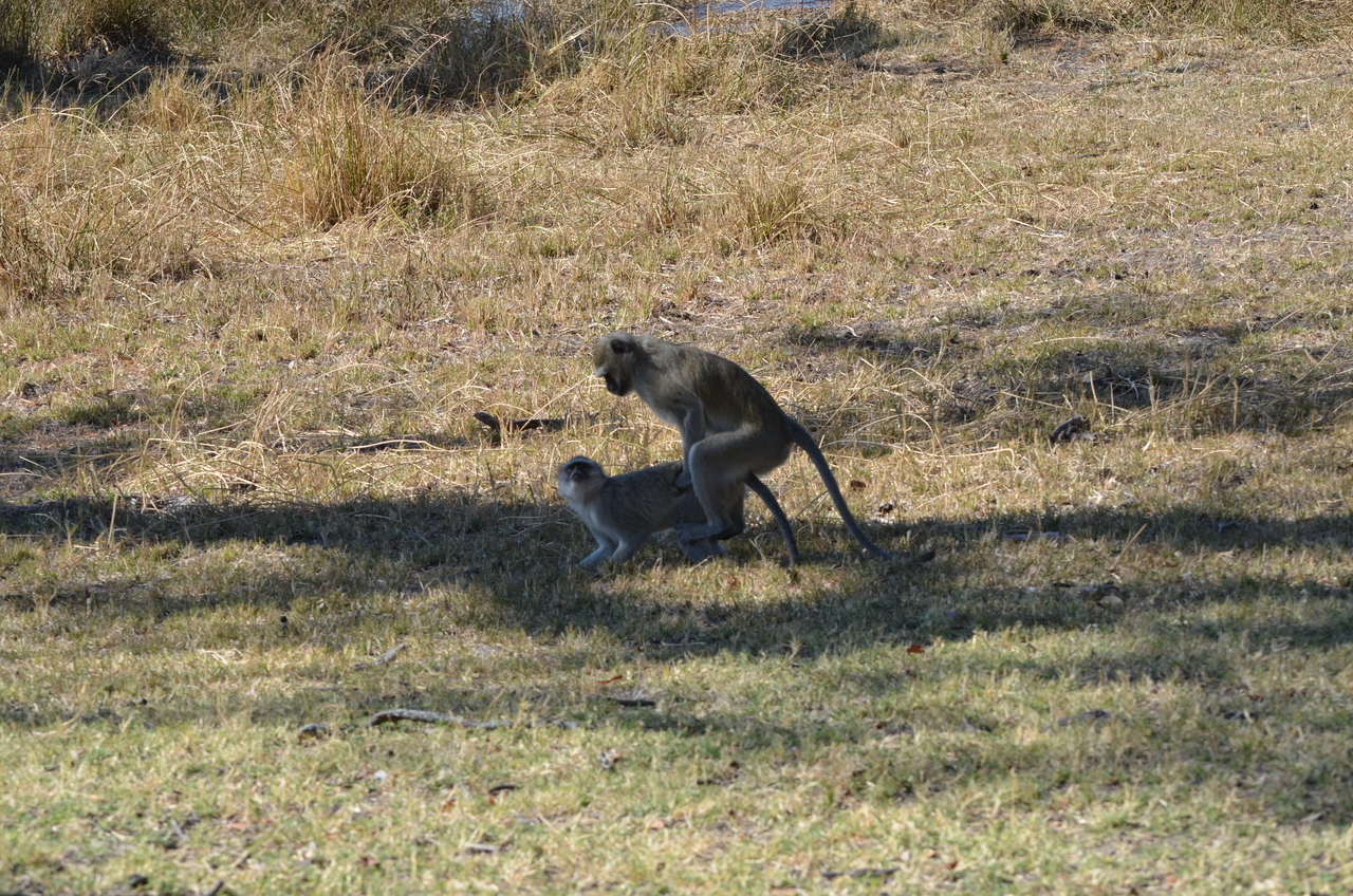 [20486] 2016_06_29_00_40_26_Africa_NIKON_D5100_IMG__05048.jpg