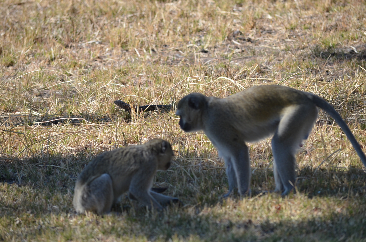 [20490] 2016_06_29_00_40_31_Africa_NIKON_D5100_IMG__05050.jpg