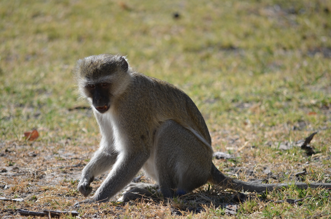 [20491] 2016_06_29_00_41_35_Africa_NIKON_D5100_IMG__00429.jpg