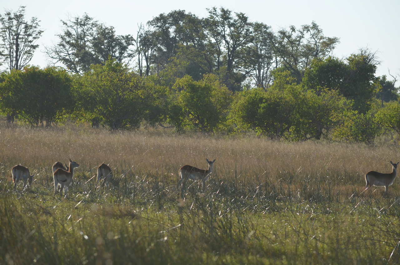 [21288] 2016_06_29_06_51_09_Africa_NIKON_D5100_IMG__00445.jpg