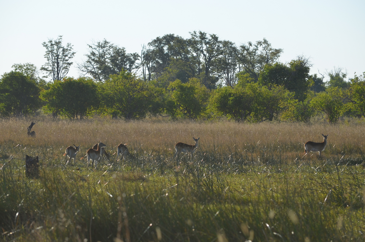 [21290] 2016_06_29_06_51_11_Africa_NIKON_D5100_IMG__00446.jpg