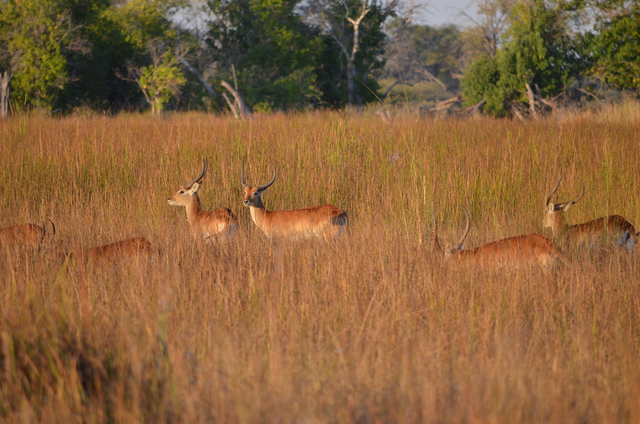 [21313] 2016_06_29_07_43_23_Africa_NIKON_D5100_IMG__00455.jpg