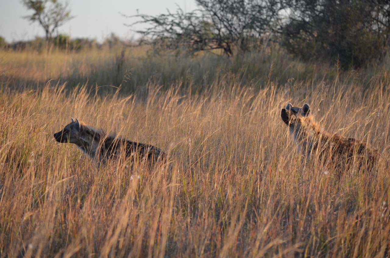 [21318] 2016_06_29_07_44_50_Africa_NIKON_D5100_IMG__05079.jpg