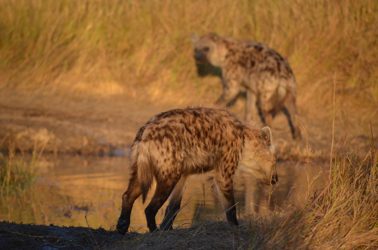 [21323] 2016_06_29_07_46_38_Africa_NIKON_D5100_IMG__00460.jpg